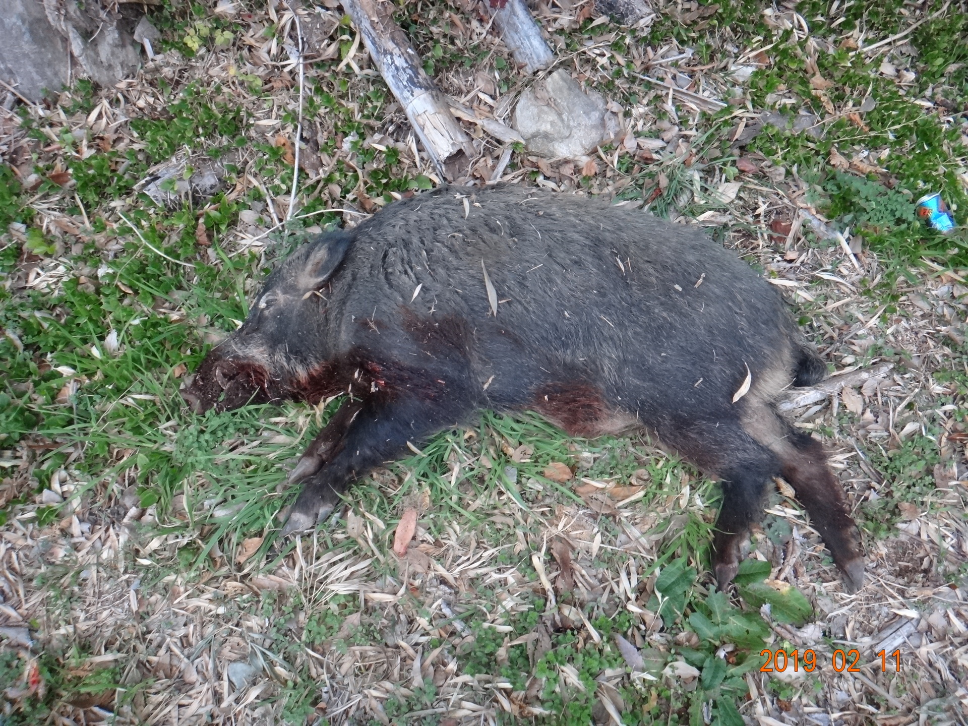 猟期2018 10号 猪 罠 夢未来